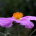 Cistus Blume in der Natur