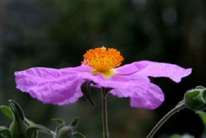 Cistus Blume in der Natur