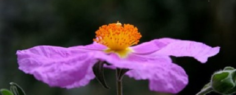 Cistus Blume in der Natur